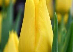 Tulipa Kim de Boer (4)